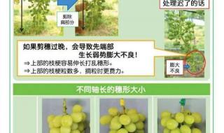 露地葡萄密植栽培技术